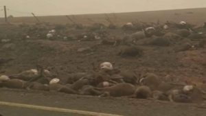 MDYyMzAyYjJlMzNkYzhjYWMzNGMwMGUwMA==.thumb