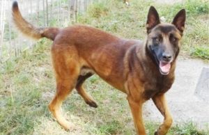 Câinele polițist Tey a fost salvat de călugării de la Mănăstirea Corbii de Piatră