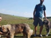 Un olandez și aleasa lui vor face nuntă după tradiția românească la o stână de pe Dealul Negru. Alături le vor sta ciobanul Voștinar și ciobăneștii lui carpatini