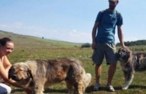 Un olandez și aleasa lui vor face nuntă după tradiția românească la o stână de pe Dealul Negru. Alături le vor sta ciobanul Voștinar și ciobăneștii lui carpatini