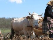 Fermierii români vor referendum: „Pământul trebuie să devină patrimoniu național!”