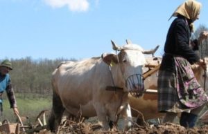 Fermierii români vor referendum: „Pământul trebuie să devină patrimoniu național!”