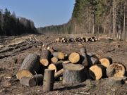 Anchetă: Grupul austriac Holzindustrie Schweighofer, principalul beneficiar al defrișărilor ilegale din Munții Carpați