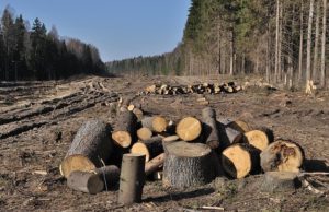 Anchetă: Grupul austriac Holzindustrie Schweighofer, principalul beneficiar al defrișărilor ilegale din Munții Carpați