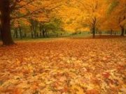 Testul frunzelor: vezi ce spune despre personalitatea ta