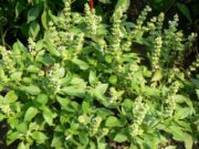 Planta-minune care previne infarctul şi activează energiile sexuale. Ce conţine şi cum e indicat să consumăm busuiocul