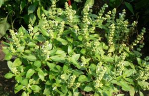 Planta-minune care previne infarctul şi activează energiile sexuale. Ce conţine şi cum e indicat să consumăm busuiocul