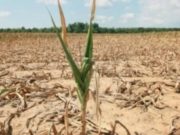 Trei județe ale României, MĂCINATE de SECETĂ: Oamenii cumpără cu 10 lei o găleată cu apă