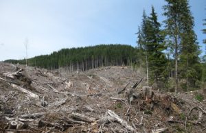 Cum vor fi păzite pădurile defrişate! Primele imagini cu „armele secrete”