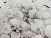 Calafatul, devastat de grindină