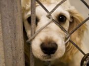 S-a votat: VIOLENȚA împotriva animalelor, pedepsită cu ÎNCHISOARE