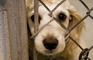 S-a votat: VIOLENȚA împotriva animalelor, pedepsită cu ÎNCHISOARE