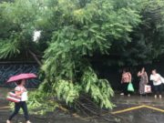 Furtună în Bucureşti: Zeci de copaci rupţi de vânt şi 21 de maşini avariate