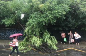Furtună în Bucureşti: Zeci de copaci rupţi de vânt şi 21 de maşini avariate