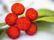 Fructul periculos care a omorât peste 50 de copii în zece zile