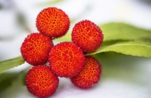 Fructul periculos care a omorât peste 50 de copii în zece zile