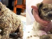 Copiii au turnat lipici pe blana căţelului doar pentru a „se distra”; Salvatorii îşi dau seama că nu au timp de pierdut