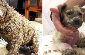 Copiii au turnat lipici pe blana căţelului doar pentru a „se distra”; Salvatorii îşi dau seama că nu au timp de pierdut