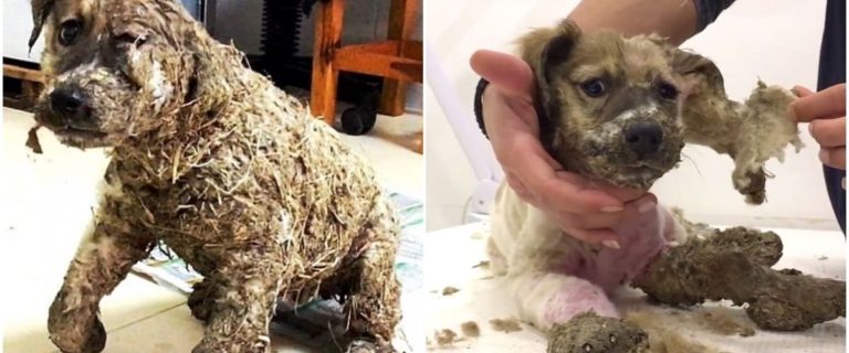 Copiii au turnat lipici pe blana căţelului doar pentru a „se distra”; Salvatorii îşi dau seama că nu au timp de pierdut