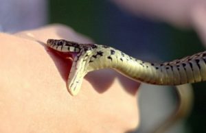 Ce trebuie să faci și ce să nu faci dacă te-a mușcat o viperă?