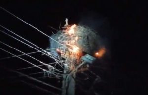 VIDEO | O barză nu pleacă din cuibul în flăcări, la Orlat, în Sibiu, şi stă lângă puii care nu ştiu să zboare