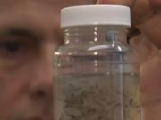 Alertă de călătorie în Grecia din cauza ţânţarilor. Avertismentul specialiștilor