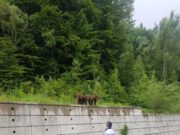 Val de comentarii pe Facebook, după ce un poliţist a fost surprins „dialogând“ cu doi ursuleţi. „Daţi-vă jos de acolo! Actele la control, vă rog!“