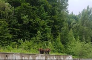 Val de comentarii pe Facebook, după ce un poliţist a fost surprins „dialogând“ cu doi ursuleţi. „Daţi-vă jos de acolo! Actele la control, vă rog!“