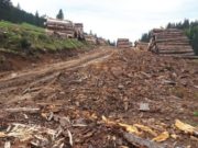 Firmele de tăiat lemne distrug zi de zi PADIȘUL! Cum arată dezastrul?