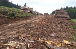 Firmele de tăiat lemne distrug zi de zi PADIȘUL! Cum arată dezastrul?