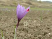 În Gorj se cultivă „aurul roșu”: 14.000 de euro kilogramul