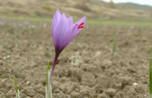 În Gorj se cultivă „aurul roșu”: 14.000 de euro kilogramul