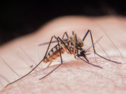 Indicaţiile specialiştilor în lupta împotriva ţânţarilor !