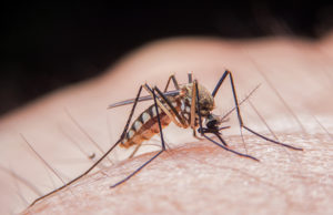 Invazie de tantari! Cititi articolul!