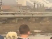 Un urs polar înfometat a mers 1.500 km, până în primul oraș: „Abia mai poate să clipească de foame”