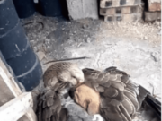 Căţelul abandonat tremura pe străzi, până când o gâscă decide să-i ţină de cald cu aripile ei