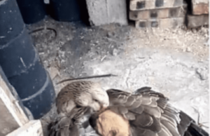 Căţelul abandonat tremura pe străzi, până când o gâscă decide să-i ţină de cald cu aripile ei