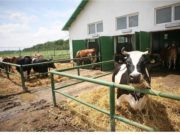 Un fermier sta de 2 luni cu 4 tone de brânza pe stoc! Supermarket-urile nu vor marfa românească!