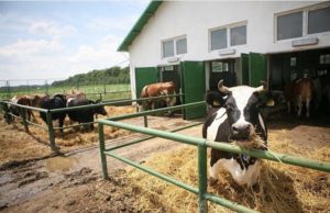 Un fermier sta de 2 luni cu 4 tone de brânza pe stoc! Supermarket-urile nu vor marfa românească!