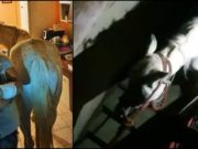 Un bărbat din Satu Mare îşi ţine calul în apartament, vecinii au chemat poliţia