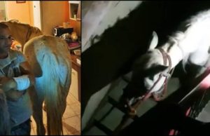 Un bărbat din Satu Mare îşi ţine calul în apartament, vecinii au chemat poliţia