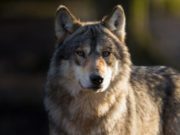 VIDEO | Imagini inedite într-o pădure din Braşov: Întâlnirea dintre un lup și un grup de urşi