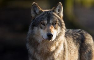 VIDEO | Imagini inedite într-o pădure din Braşov: Întâlnirea dintre un lup și un grup de urşi