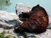 Un urs rănit a murit după ce a agonizat ore în șir în fața oamenilor nepăsători