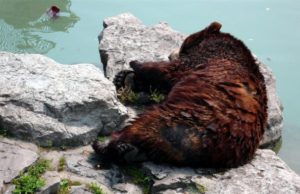 Un urs rănit a murit după ce a agonizat ore în șir în fața oamenilor nepăsători