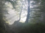 Bebeluş salvat, după ce a fost abandonat într-o pungă de plastic în pădure