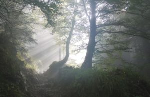 Bebeluş salvat, după ce a fost abandonat într-o pungă de plastic în pădure