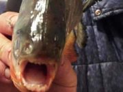 Alertă în Maramureş, după ce au fost găsiți pești Piranha într-un lac