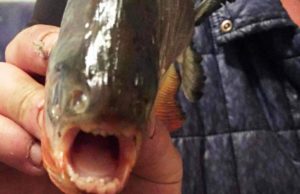 Alertă în Maramureş, după ce au fost găsiți pești Piranha într-un lac