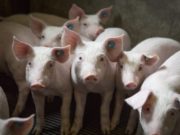 Pesta porcină africană se extinde în Dolj